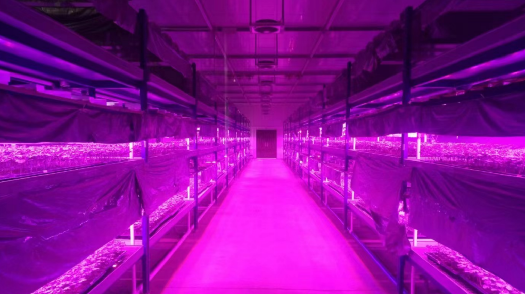 Prinzipien und Eigenschaften der LED-Pflanzenbeleuchtung
