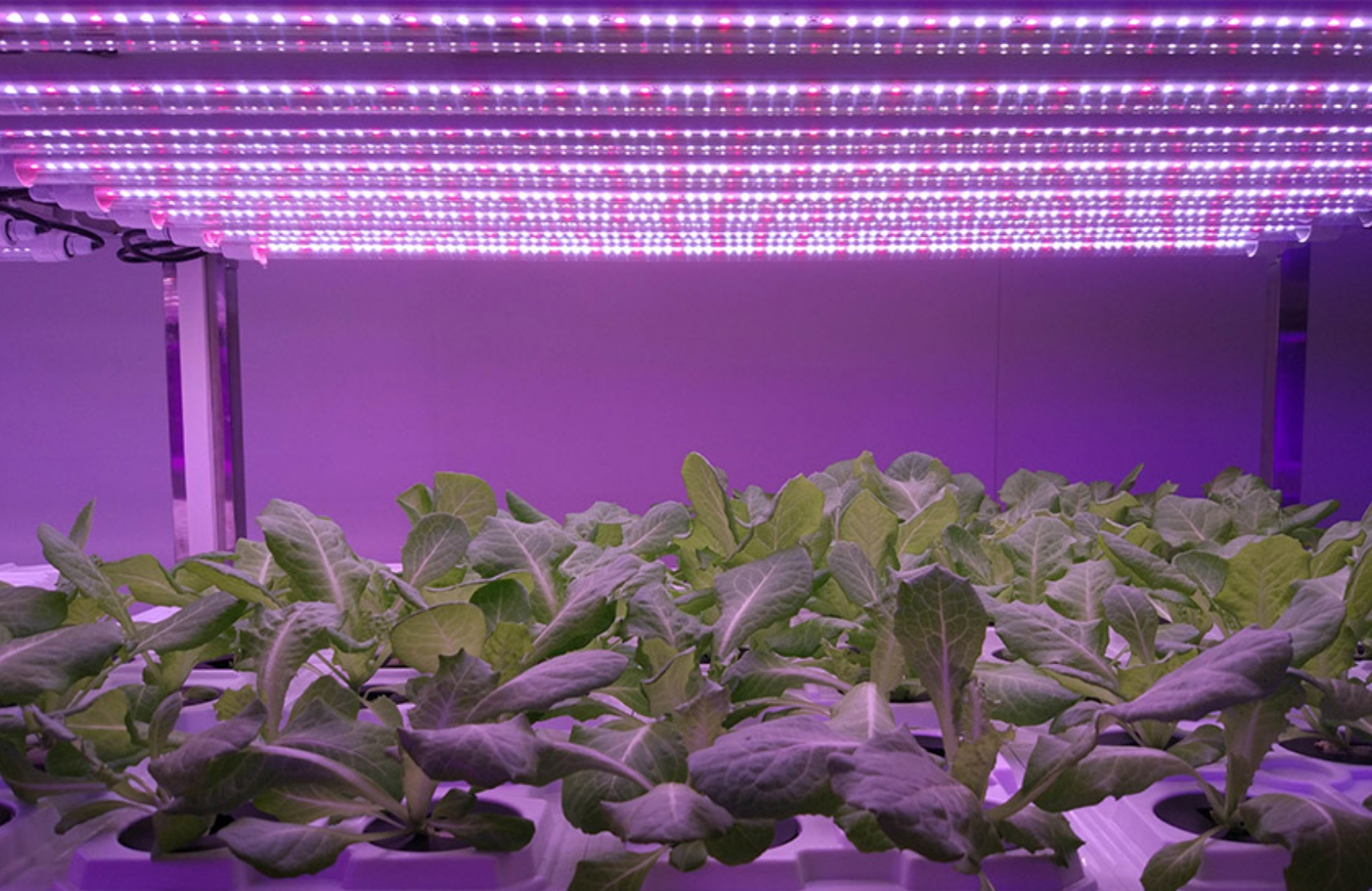 Anwendung von LED -Pflanzenbeleuchtung in China